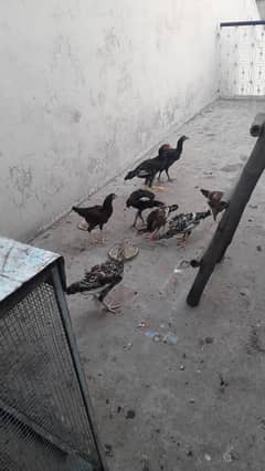 mianwali breed