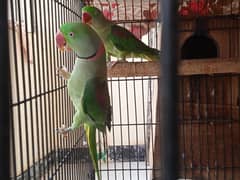 Row parrot pair
