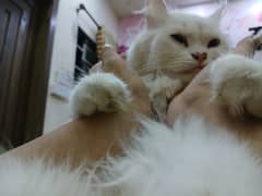 4 Persians