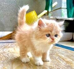 persian peki/piki punch kitten male