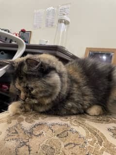 PERSIAN KITTEN LITTER TRAINED, RARE BEAUTIFUL COLOR