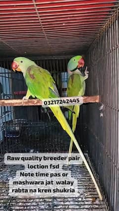 Raw breeder pair And 2 pathy