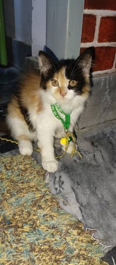 cat for sale
