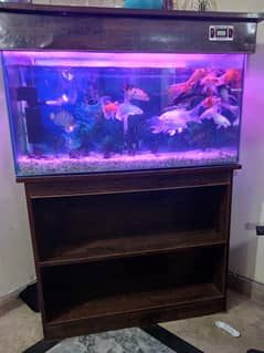 Fish Aquarium