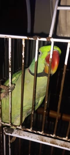 Raw parrot  Male