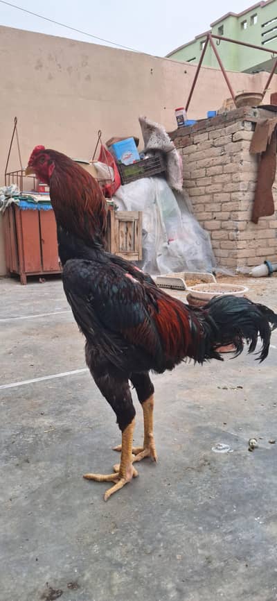 shamo