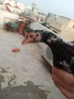 aseel chicks / lasani chicks / lakha chicks / chicks / shamo chicks
