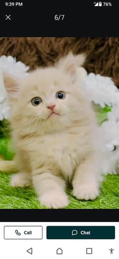 Persian cat for sale male or female 0328=16=39=288 my WhatsApp