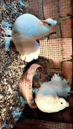 Healthy and active Lakkay breeder pairs
