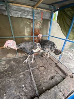 Turkey