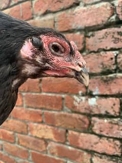 PURE THAI SUPER NAKLOKAR GRINTED FEMALE for sale