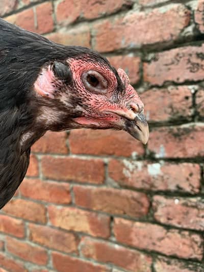 PURE THAI SUPER NAKLOKAR GRINTED FEMALE for sale
