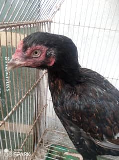 aseel hens