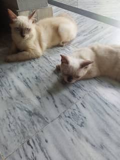 Semi male female pair