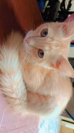 pershian cat