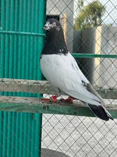 Pigeons