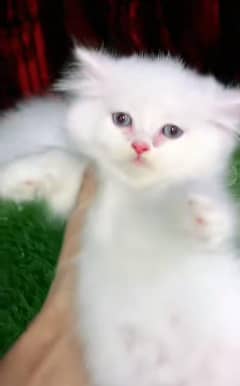 Cat Persian kittens Punch face 3 coated Blue Eyes cat Baby;
