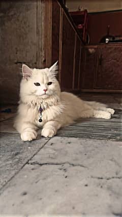 price or kaam nahi Hogi Whatsapp par message 03707195573
