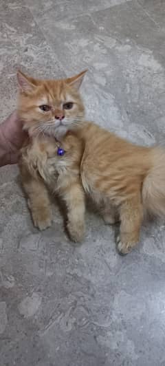 Kitten Ginger Color