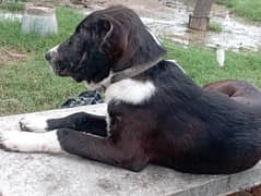 Alabai dogs pair