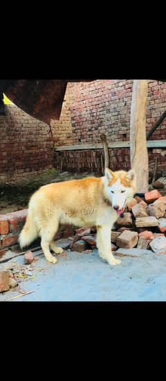 Husky confirm stud male available