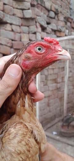 white nock nali Aseel mian wali female