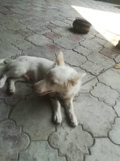 Russian dog for sale  8 month age