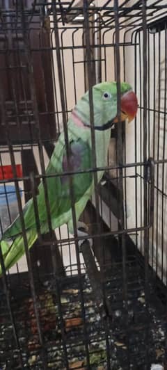 raw parrot available for sale.