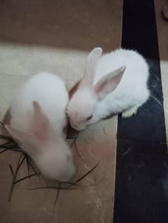 Pair