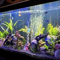aquarium guppy fish 