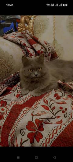 24 months Persian cat ha two baby ha