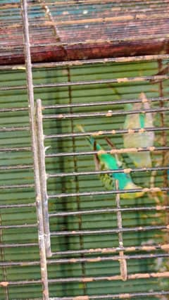 cocktail 2 piece Australian parrot 16 piece love bird 6 piece for sals
