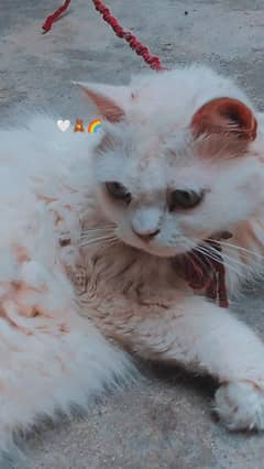 Persian