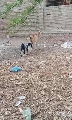 tadi bakri male bacha