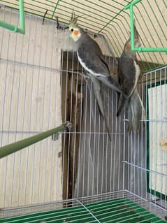 Cockteil pair with cage and breeder box