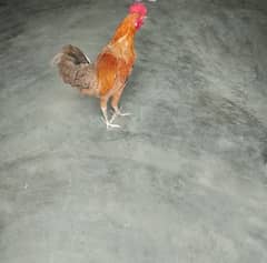 cock.