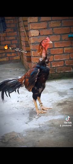 aseel pair