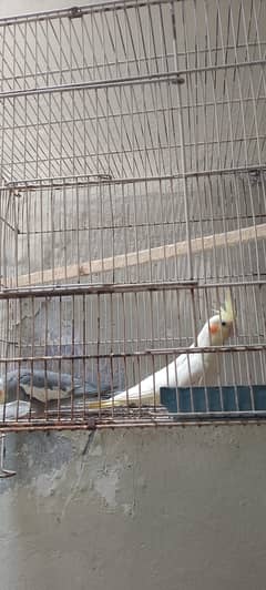 cocktail breeder pair for sell