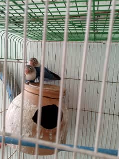 birds