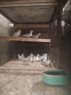 dove.