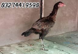 Thai Parmooz Female