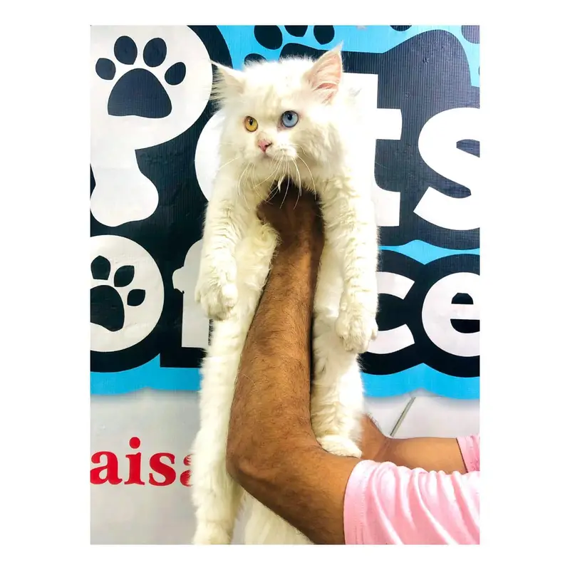 cash on delivery Persian kitten cats — photo 8