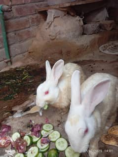 red eyes rabbit pair available