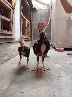 Aseel Chicks