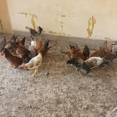 golden misri