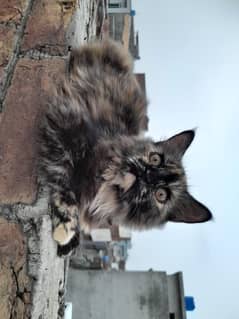 Persian cat smoke color