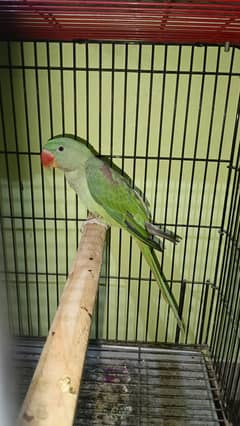Raw green parrot