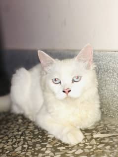 Female persian cat tripple cot