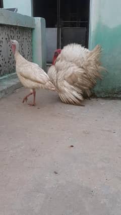 turkey egg laying pair
