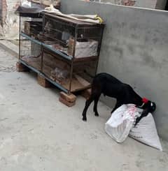 چار خوبصورت بکریاں برائے فروخت